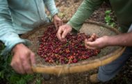 Au Brésil, le 'café de spécialité', un marché prometteur