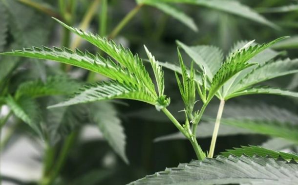 Des élus et des médecins demandent la légalisation du cannabis à usage médical