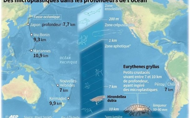Des micro-plastiques dans les entrailles de mini crustacés