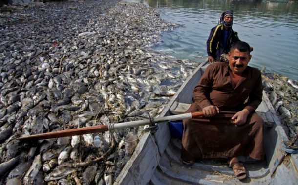 Un herpès provoque la mort de millions de carpes, en Irak