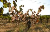 Après la canicule, les vignerons face à des grappes brûlées