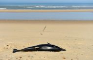 [Dauphins échoués] Des ONG demandent à l'UE d'intervenir