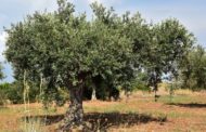 Xylella fastidiosa: la crise sous-estimée