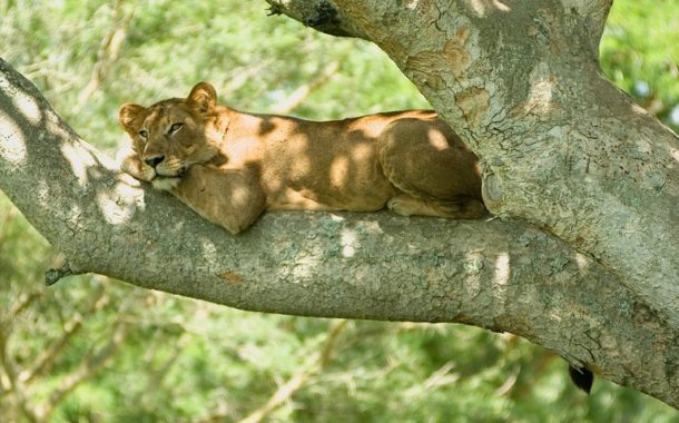 Ouganda, perle de l'Afrique