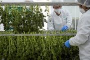 [SIA 2020] Le cannabis thérapeutique aiguise les appétits