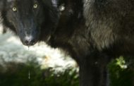 Un loup gris photographié dans le nord de la France ?