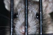 [Hong Kong] Une dizaine de personnes atteintes d’une hépatite transmise par des rats