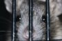 [Hong Kong] Une dizaine de personnes atteintes d’une hépatite transmise par des rats